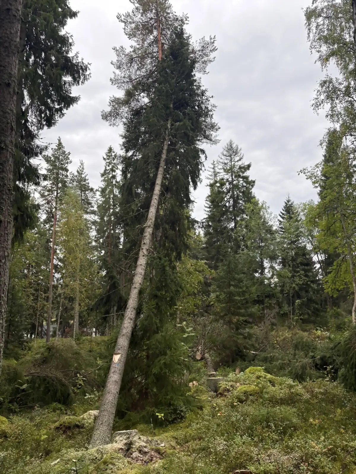 Konkeloon jäänyt kuusi täydeltä korkeudelta, vaalea kaatopinta näkyy tyvessä