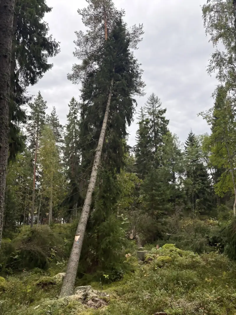 Kallistunut kaadettu kuusi täydeltä korkeudelta, vaalea kaatopinta näkyy rungon tyvessä