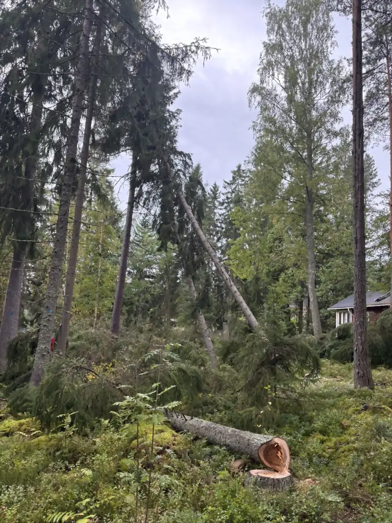 Kaadettu kuusi jäänyt nojaamaan viereiseen puuhun, tuore kanto ja katkaistu pölkky edessä, mökki taustalla