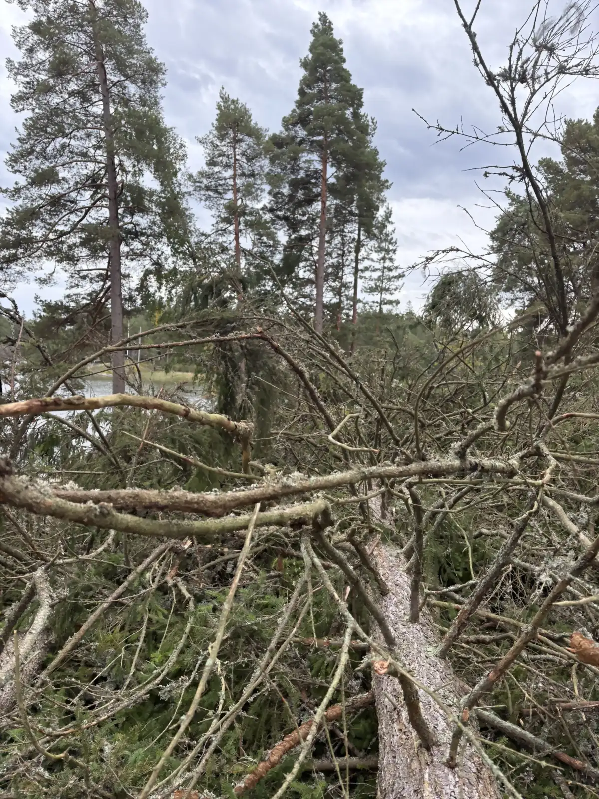 Siistitty raivausjälki ja oksakasa mökin rannassa työn jälkeen