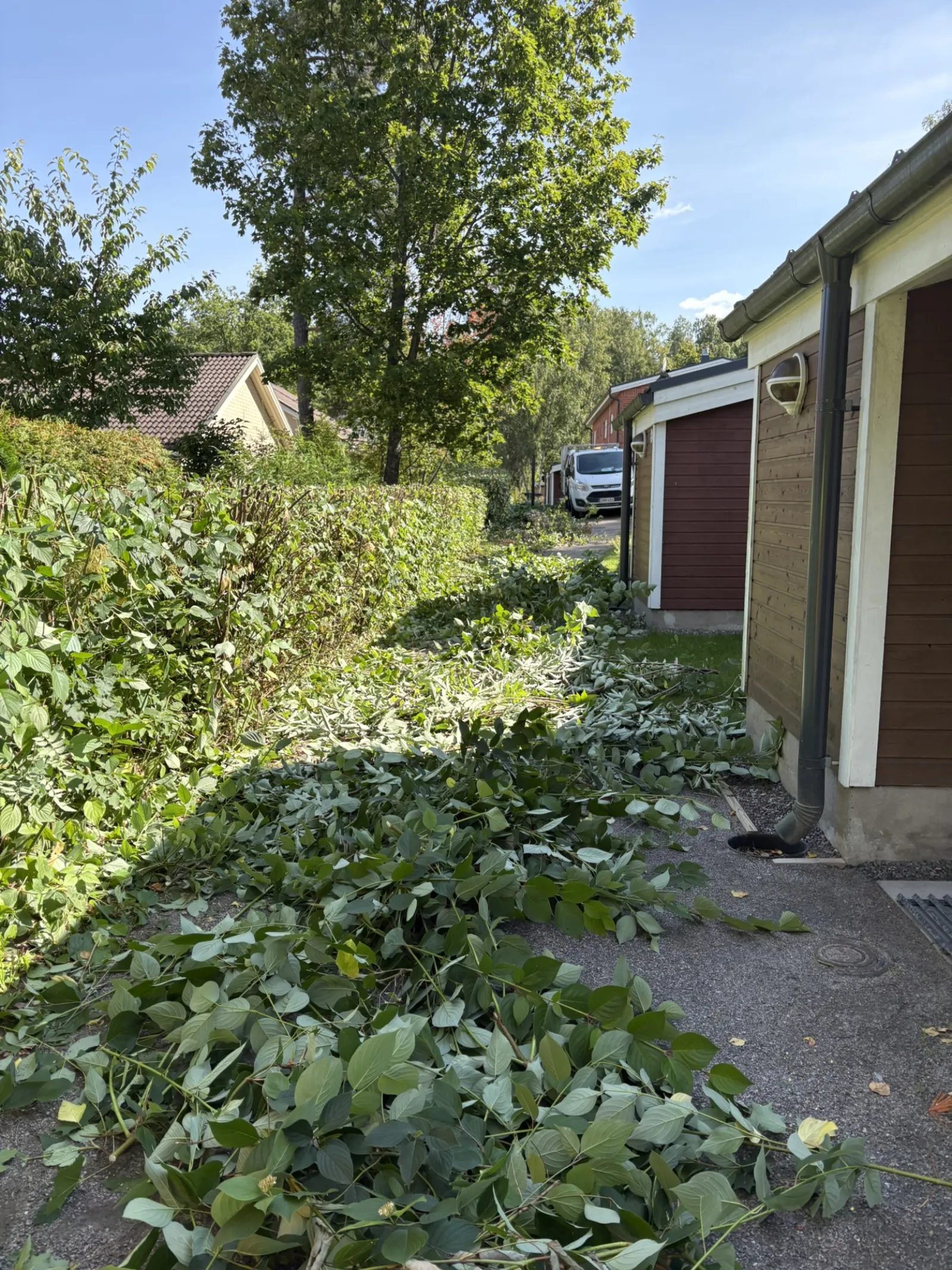 Leikatut oksat kasattuna pihalle ennen poiskuljetusta