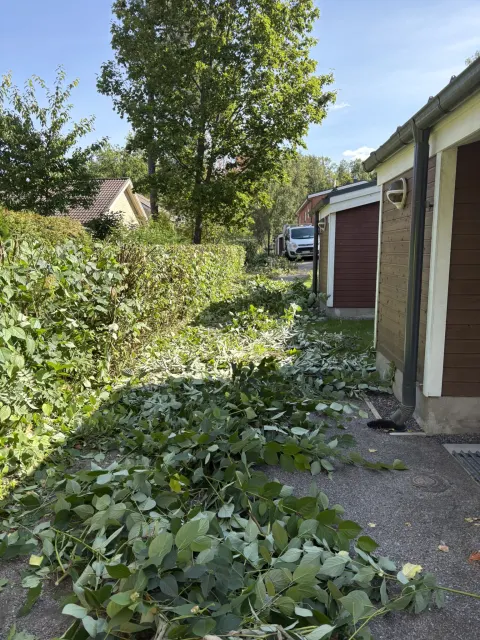 Leikatut oksat kasattuna pihalle ennen poiskuljetusta
