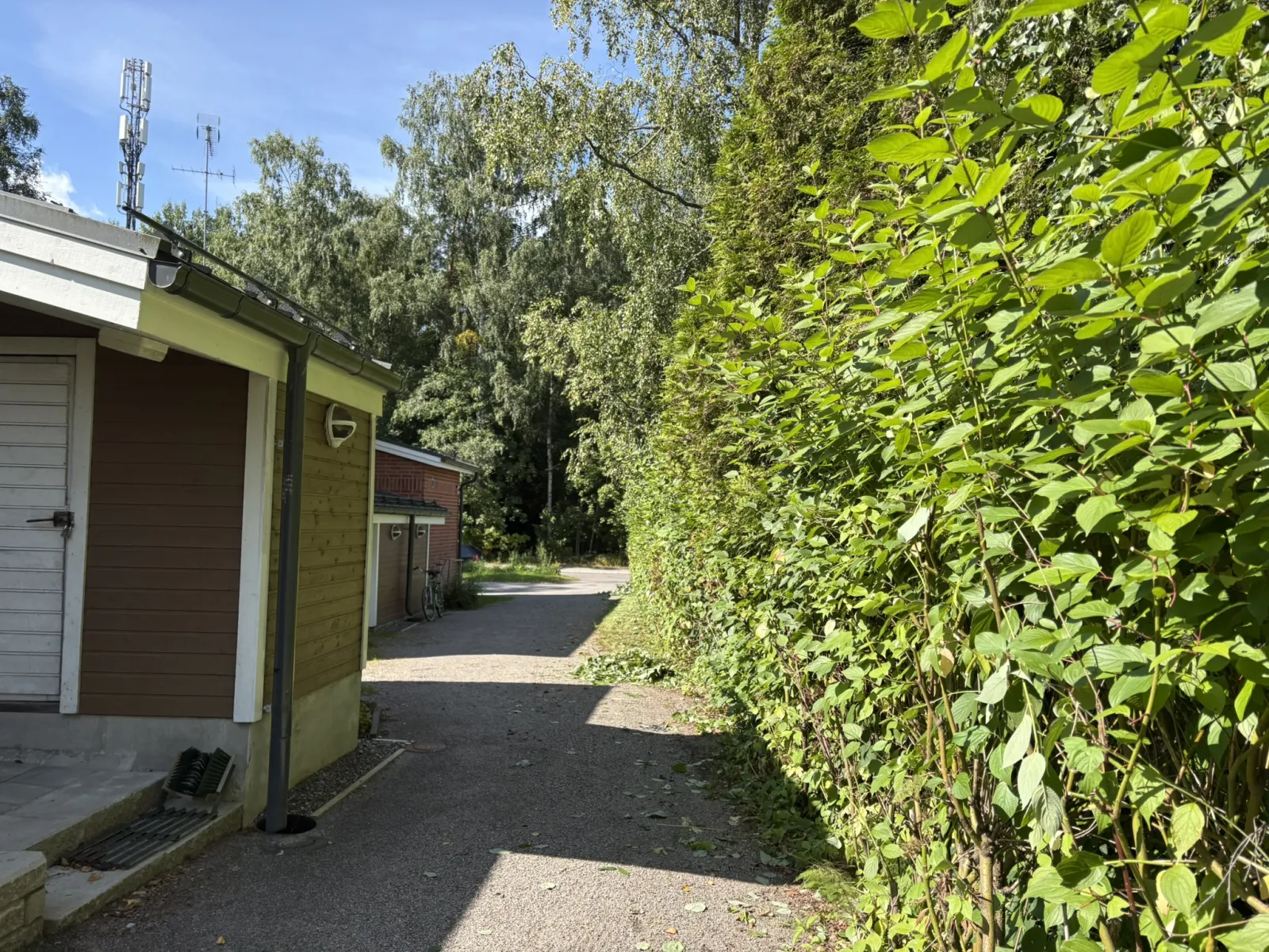 Leikattu pensasaita kulkuväylän varrella talojen välissä