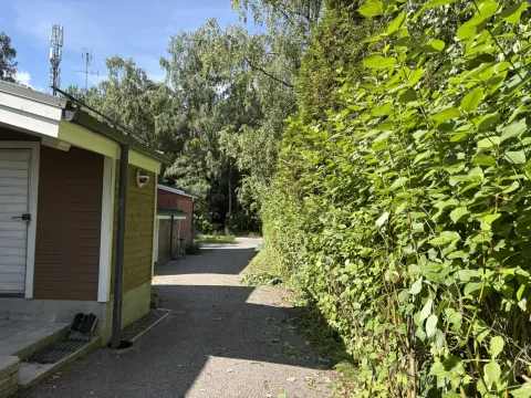 Leikattu pensasaita kulkuväylän varrella talojen välissä