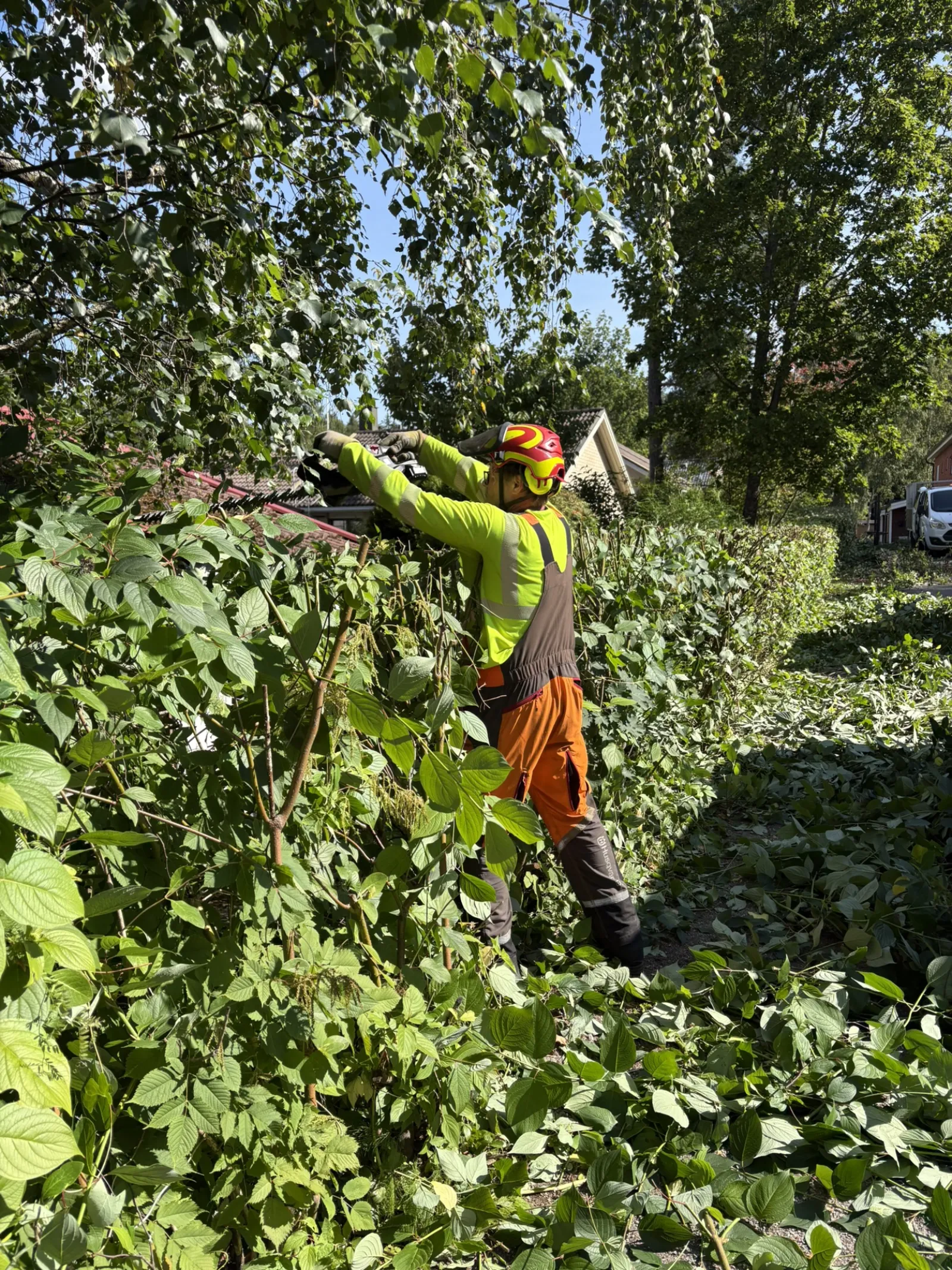 Metsuri kurottautuu leikkaamaan pensasaidan yläreunaa pensasleikkurilla
