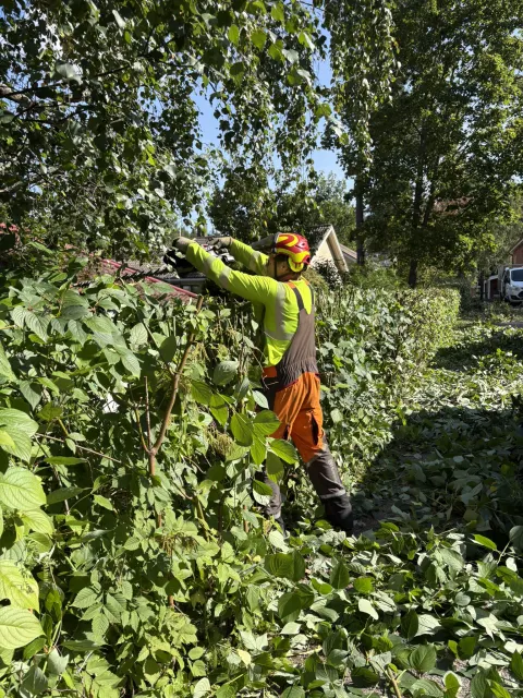 Metsuri leikkaa pensasaitaa