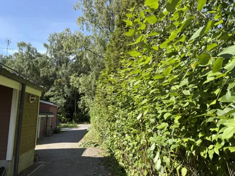 Pensasaita ennen leikkausta, kasvanut yli kaksi metriä korkeaksi