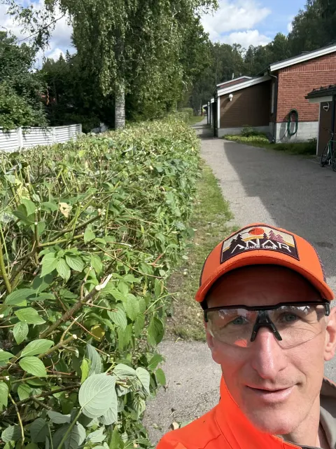 Sama pensasaita leikkauksen jälkeen, matalampi ja siisti