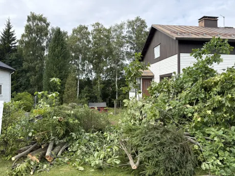 Kaadetun puun runko ja oksat kasattuna pihalle